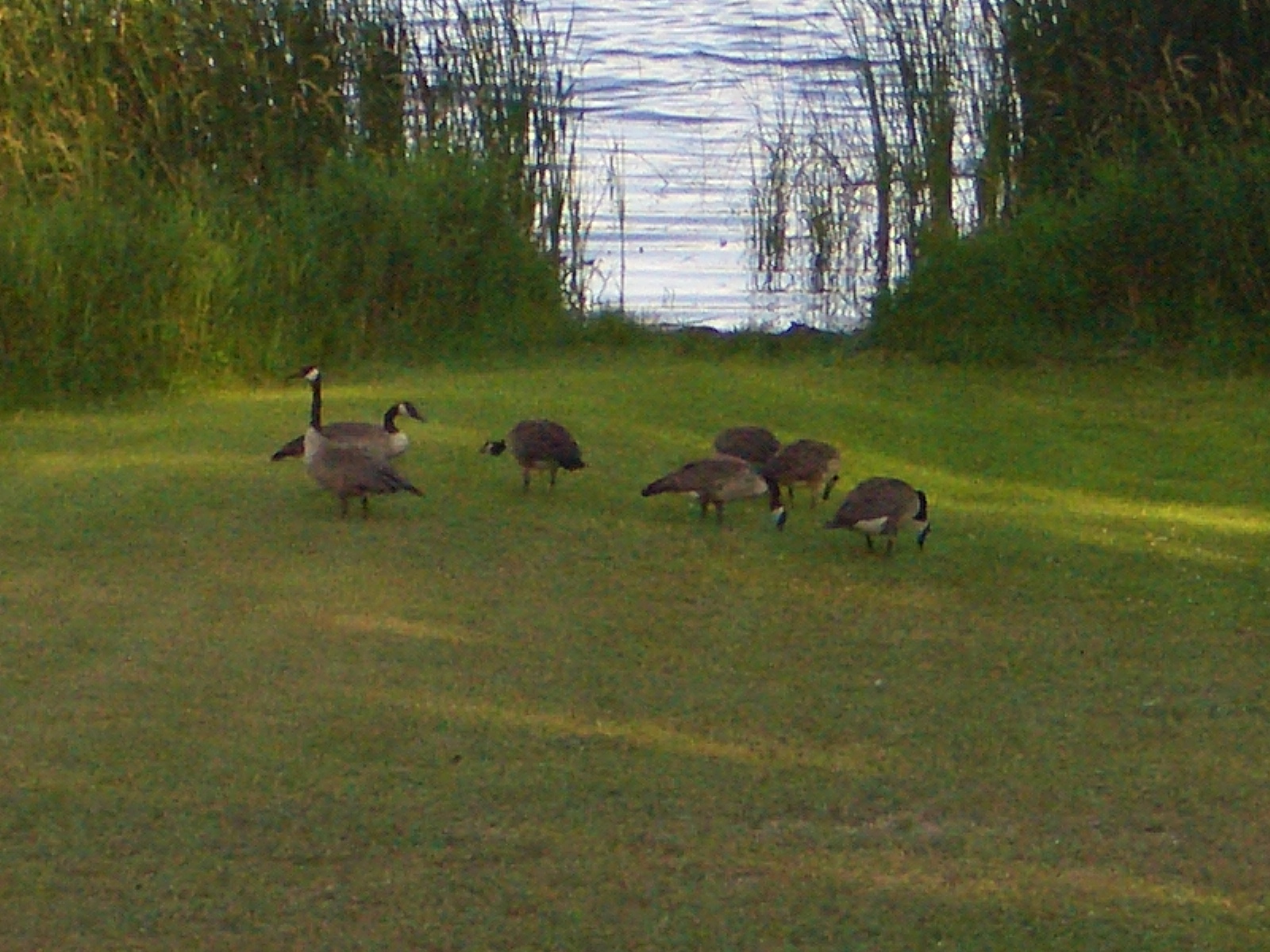 �K�`���E�̉Ƒ�