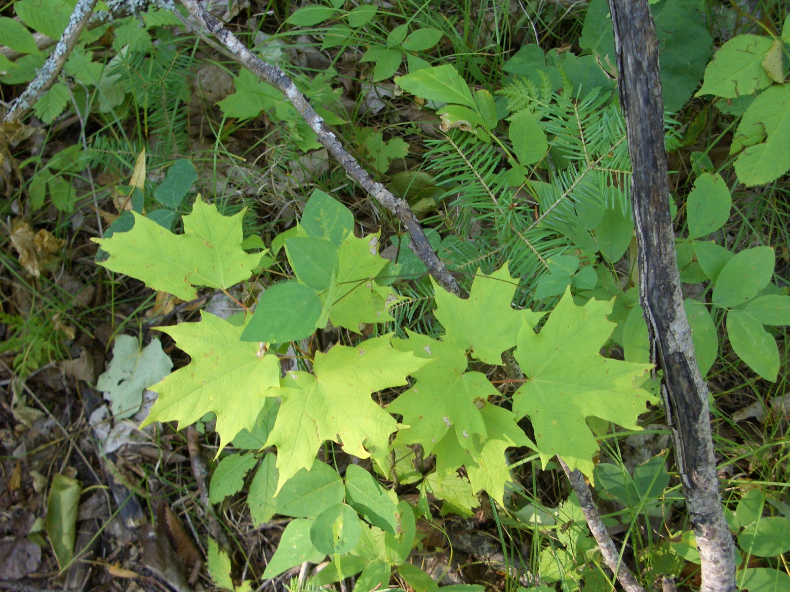 ���[�v��